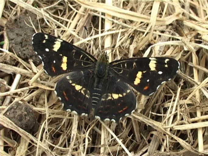 Landkärtchen ( Araschnia levana ), Sommergeneration, : Am Niederrhein, Biotop, 07.09.2007